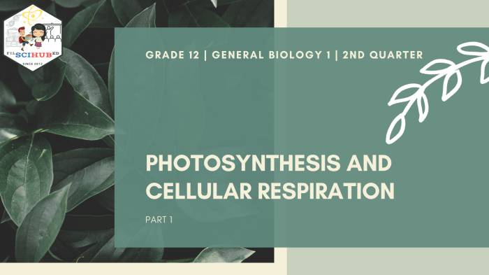 Bioman photosynthesis interactive answer key