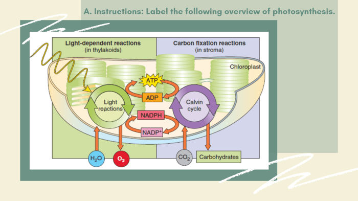 Bioman photosynthesis interactive answer key