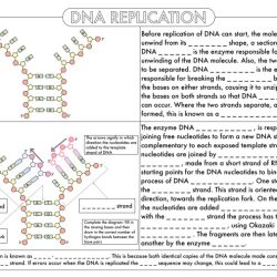 Dna and rna worksheet answer key pdf