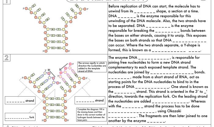 Dna and rna worksheet answer key pdf