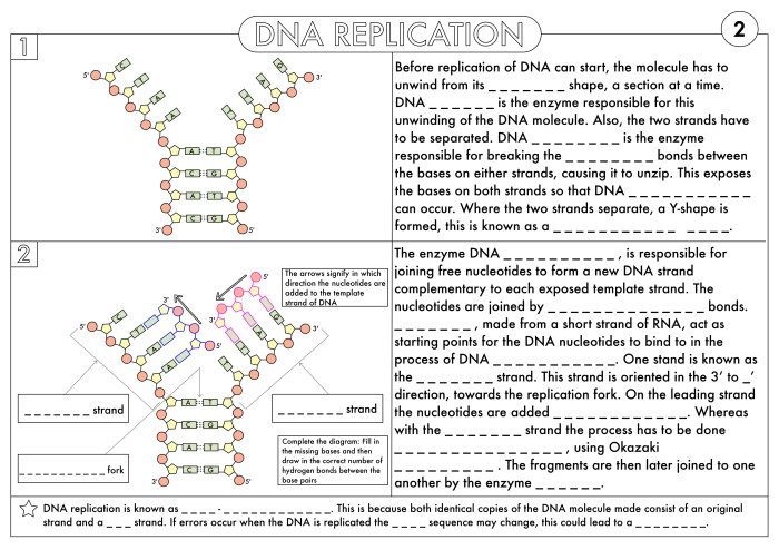 Dna and rna worksheet answer key pdf