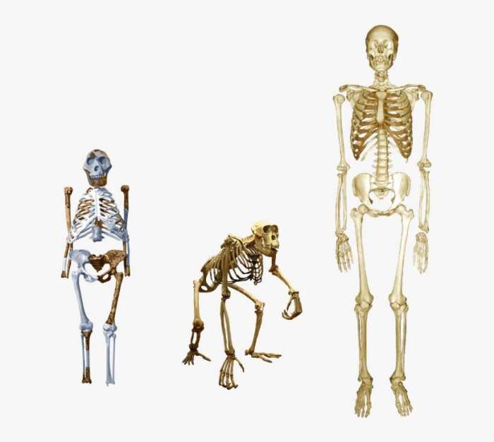 Australopithecus skeleton chimpanzee homo human sapiens afarensis male comparison species chimpanzees female kin australopitecus