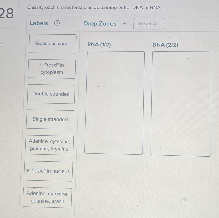 Classify each characteristic as describing either dna or rna