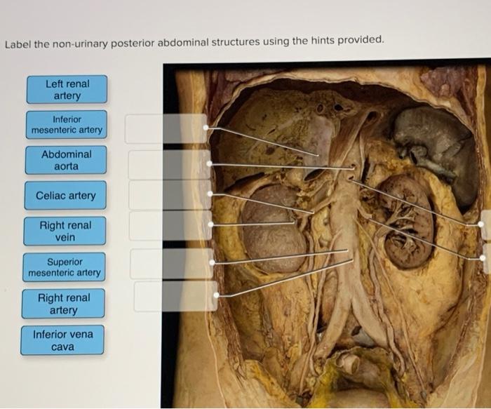 Label the non-urinary posterior abdominal structures using the hints provided