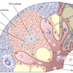 Some bone interiors contain hemopoietic tissue which functions in