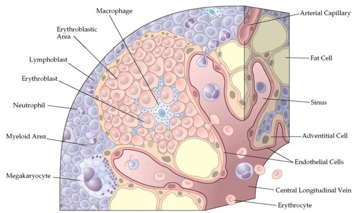 Some bone interiors contain hemopoietic tissue which functions in