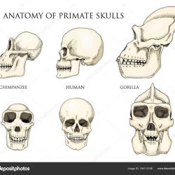 Australopithecus afarensis chimpanzee evolution descubrimiento