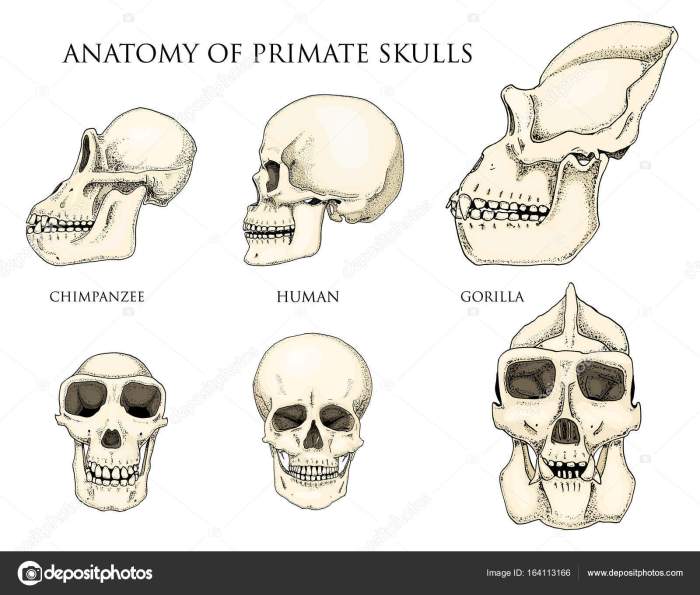 Australopithecus afarensis chimpanzee evolution descubrimiento