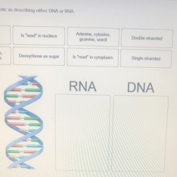 Classify each characteristic as describing either dna or rna