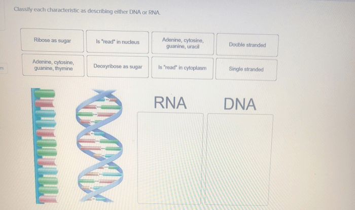 Classify each characteristic as describing either dna or rna