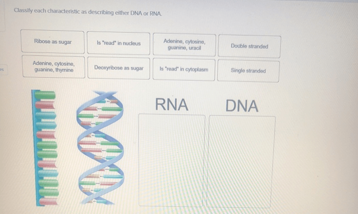 Classify each characteristic as describing either dna or rna