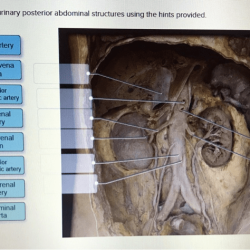 Label the non-urinary posterior abdominal structures using the hints provided