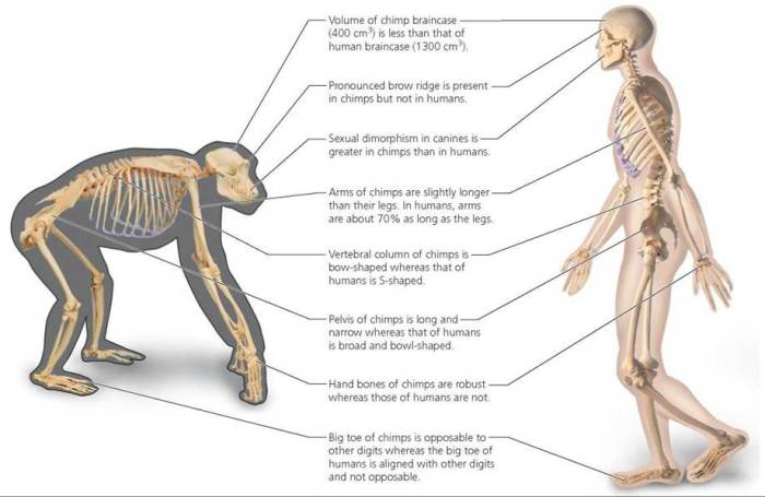 Compare a human and chimpanzee skeleton worksheet answers