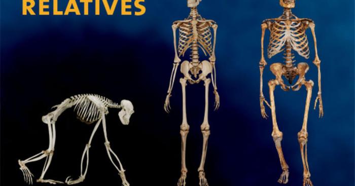 Compare a human and chimpanzee skeleton worksheet answers